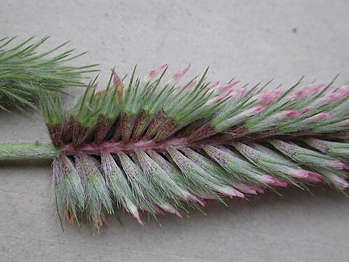 Narrowleaf crimson clover: particolare dei fiori di Trifolium angustifolium
