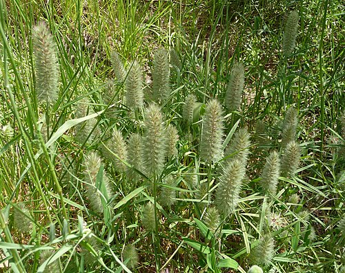 Narrowleaf crimson clover: Trifolium angustifolium , bei Livorno, Toskana