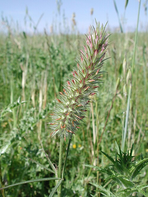 Narrowleaf crimson clover: Infiorescenza di Trifolium angustifolium