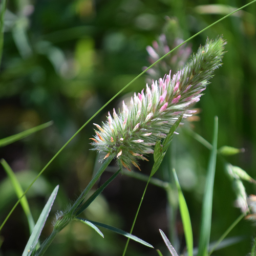 Narrowleaf crimson clover (Trifolium angustifolium)