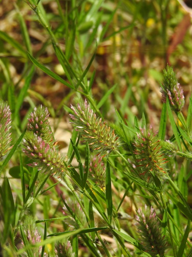 Narrowleaf crimson clover (Trifolium angustifolium)