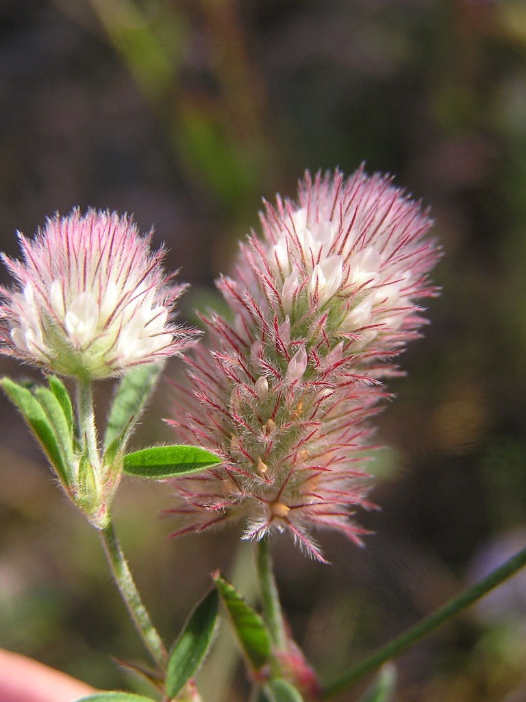 Hare's-foot clover: Blütenköpfchen des Hasen-Klees