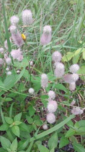 Hare's-foot clover (Trifolium arvense)