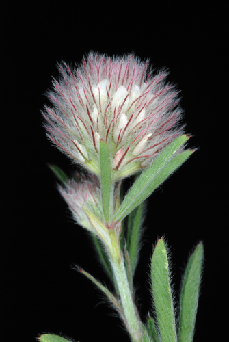 Hare's-foot clover