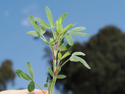 Hare's-foot clover (Trifolium arvense)