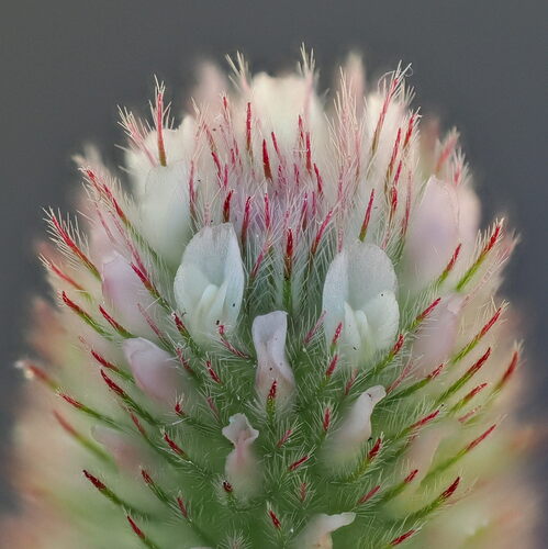 Hare's-foot clover (Trifolium arvense)