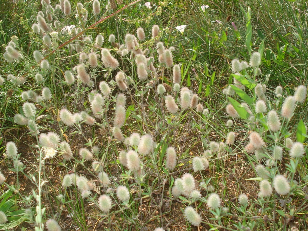 Hare's-foot clover: Haresfoot clover, Rabbitfoot clover, Stone clover, or Oldfield clover (Trifolium arvense). Found in Riga town, Latvia