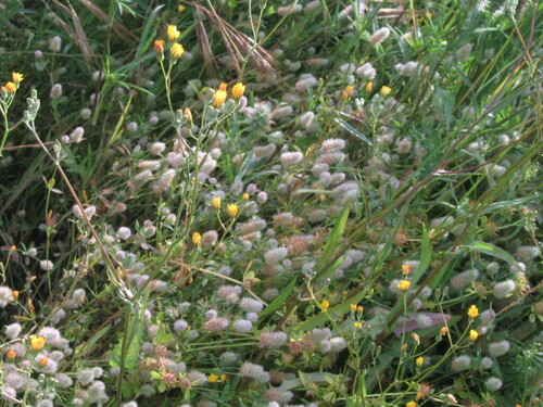 Hare's-foot clover (Trifolium arvense)