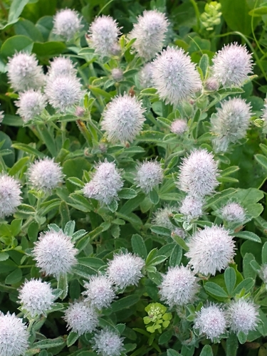 Hare's-foot clover (Trifolium arvense)