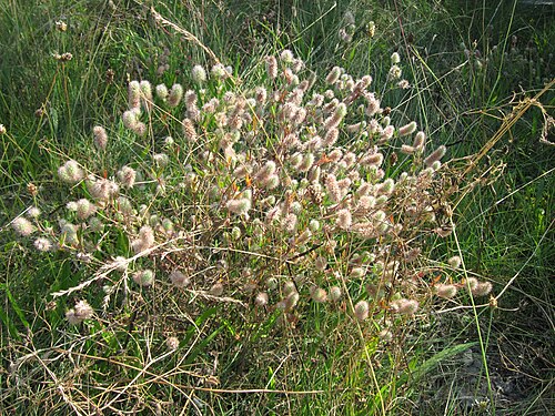Hare's-foot clover: Hasen-Klee ( Trifolium arvense ) bei Reilingen