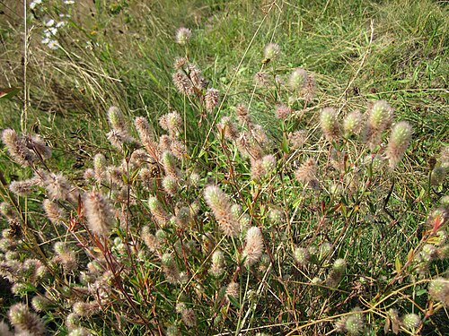 Hare's-foot clover: Hasen-Klee (Trifolium arvense) bei Reilingen