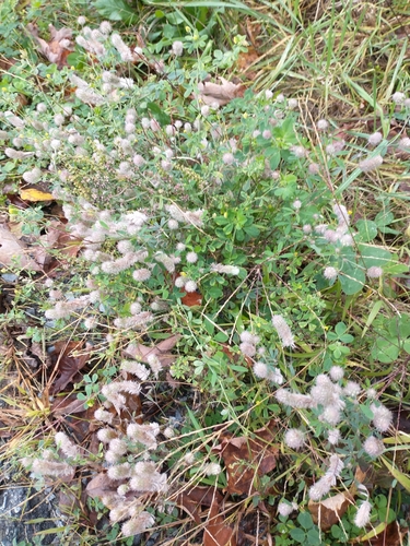 Hare's-foot clover (Trifolium arvense)