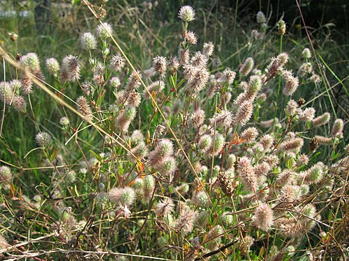 Hare's-foot clover: Hasen-Klee (Trifolium arvense) bei Reilingen