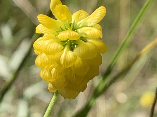 Golden clover (Trifolium aureum)