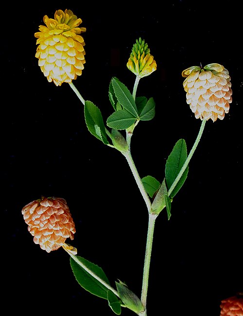 Golden clover: Nom français : trèfle doré. Nom anglais : yellow clover. Tiges avec inflorescence (fleur, glomérule) du trèfle doré.