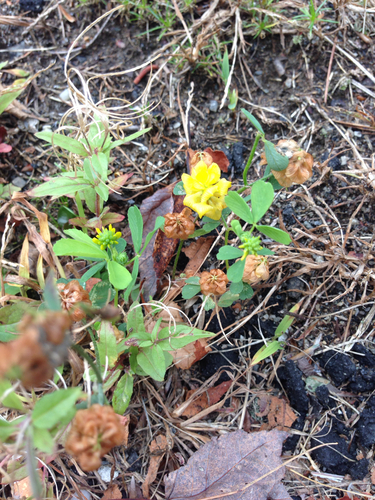 Golden clover (Trifolium aureum)