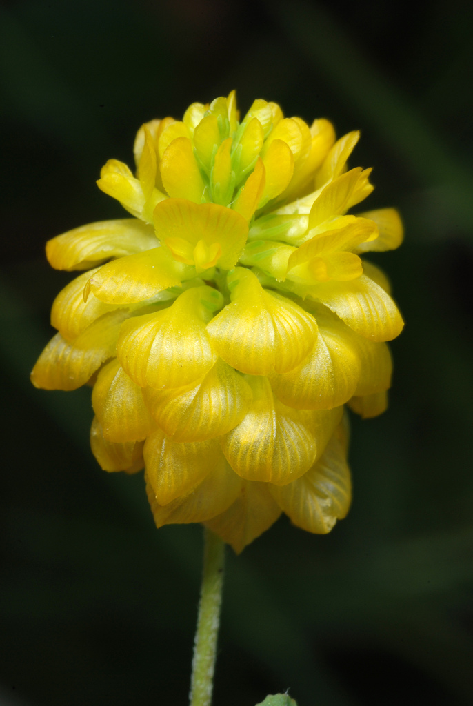 Golden clover (Trifolium aureum)