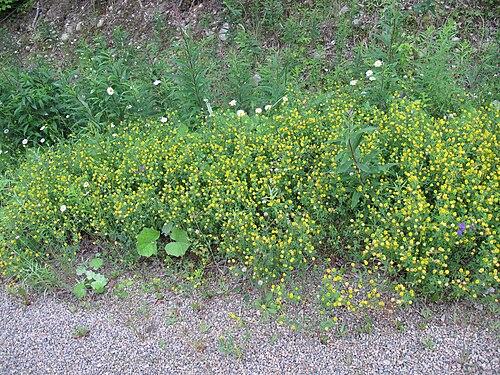 Golden clover: Nom français : trèfle doré. Nom anglais : yellow clover. Colonie de trèfle doré en milieu naturel.