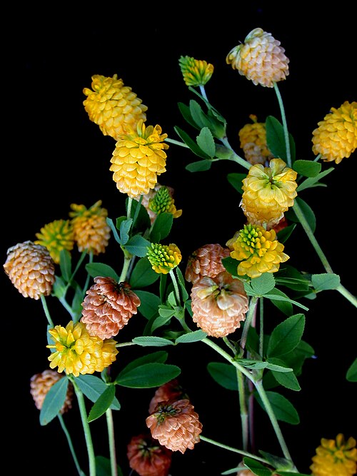 Golden clover: Nom français : trèfle doré. Nom anglais : yellow clover. Tiges avec inflorescence (fleur, glomérule) du trèfle doré.