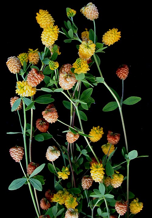 Golden clover: Nom français : trèfle doré. Nom anglais : yellow clover. Tiges avec inflorescence (fleur, glomérule) du trèfle doré.