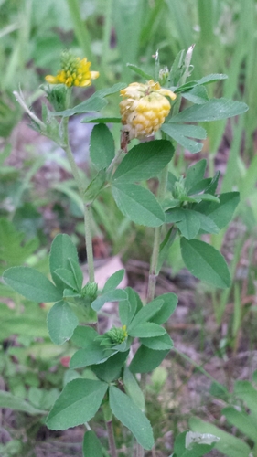 Golden clover (Trifolium aureum)