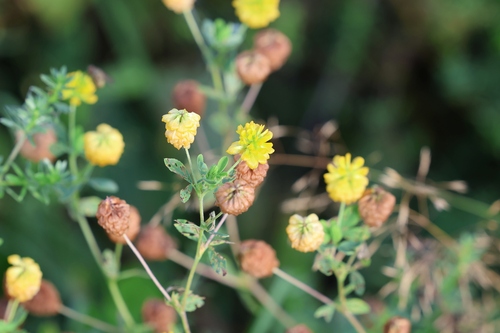 Golden clover (Trifolium aureum)
