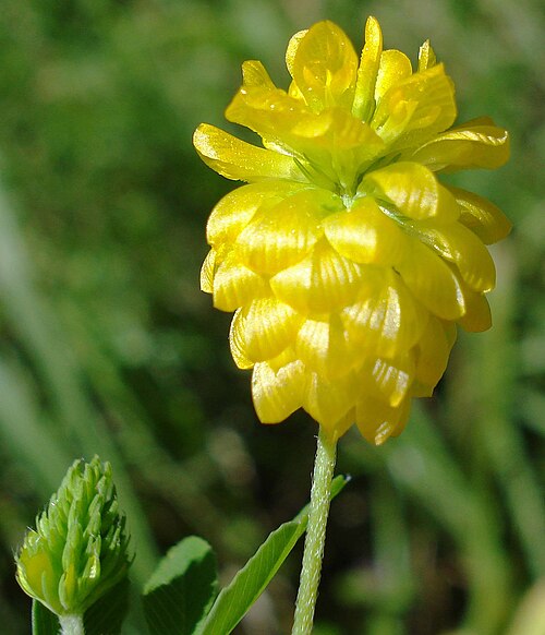 Golden clover: Trifolium aureum