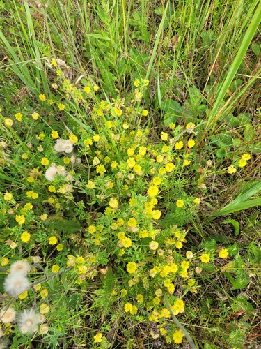 Golden clover (Trifolium aureum)