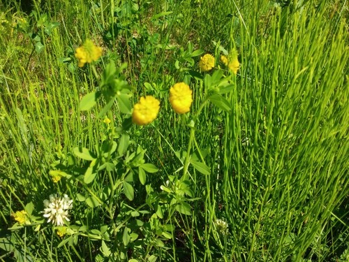 Golden clover (Trifolium aureum)