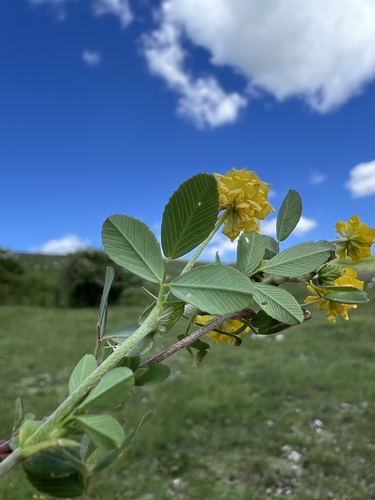 Field clover (Trifolium campestre)