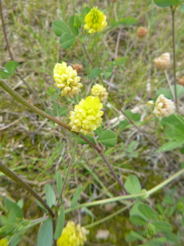 Field clover