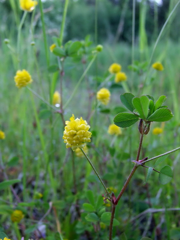 Field clover: Trifolium campestre . Veseluvka, Jonava district, Lithuania.