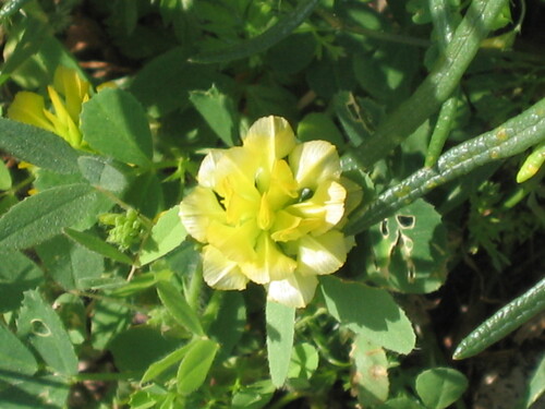 Field clover (Trifolium campestre)