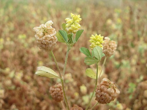 Field clover: Feld-Klee ( Trifolium campestre ) am Osthafen Saarbrücken - auf einem Sand-Trockenrasen oberhalb des Osthafens finden sich einige standorttypische Pflanzen