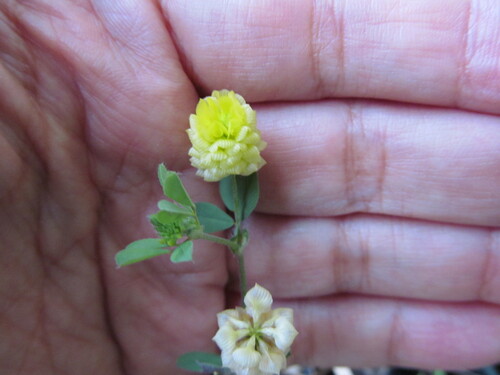 Field clover (Trifolium campestre)