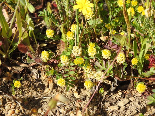 Field clover (Trifolium campestre)