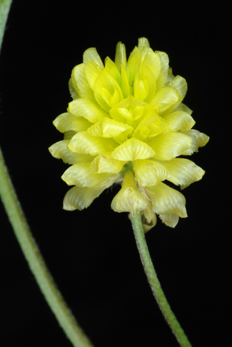 Field clover (Trifolium campestre)