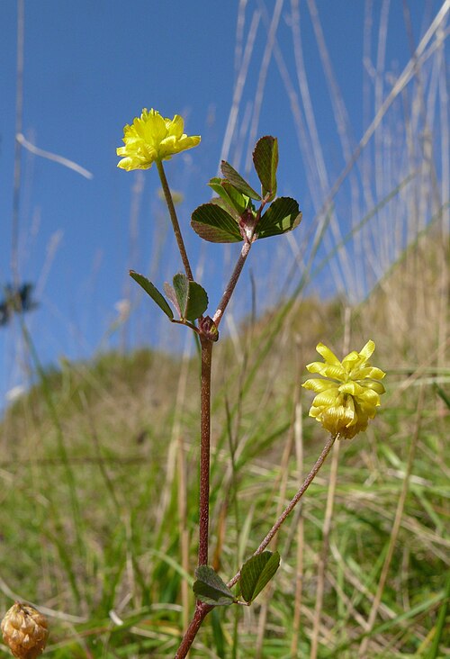 Field clover: Trifolium campestre , Härtsfeld, Germany