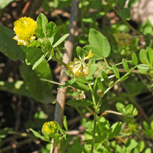 Field clover (Trifolium campestre)