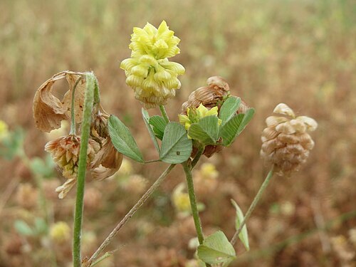 Field clover: Feld-Klee ( Trifolium campestre ) am Osthafen Saarbrücken - auf einem Sand-Trockenrasen oberhalb des Osthafens finden sich einige standorttypische Pflanzen