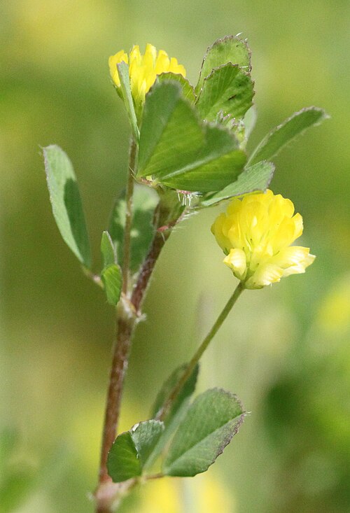 Field clover (Trifolium campestre)