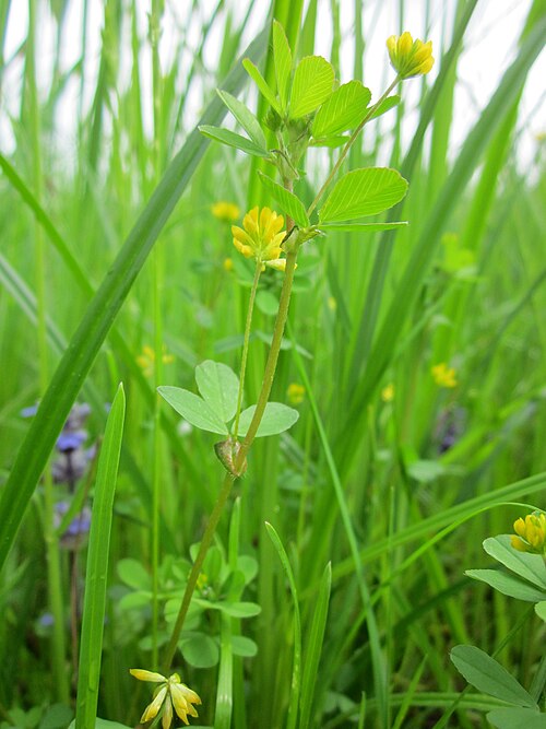 Suckling clover: Faden-Klee ( Trifolium dubium ) im Hockenheimer Rheinbogen