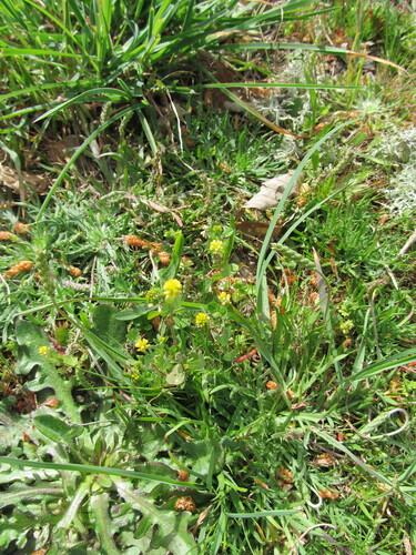 Suckling clover (Trifolium dubium)