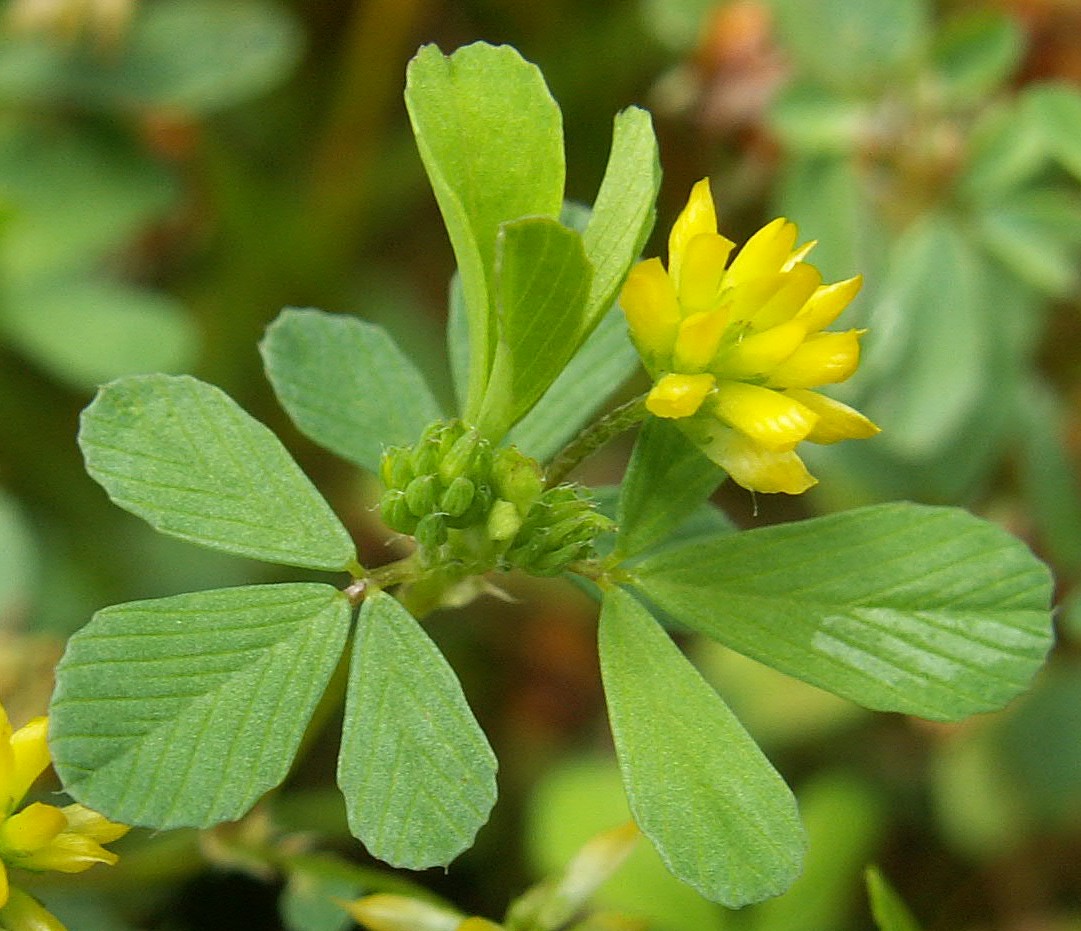 Suckling clover: Trifolium dubium. Worowo near Lobez, NW Poland