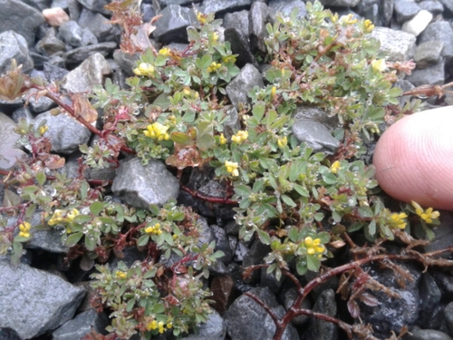 Suckling clover (Trifolium dubium)