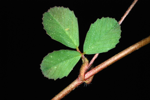 Suckling clover