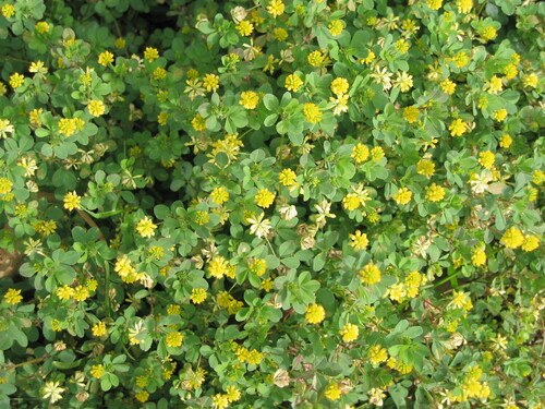 Suckling clover (Trifolium dubium)