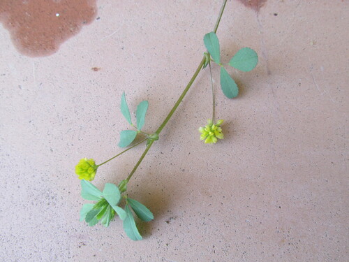 Suckling clover (Trifolium dubium)