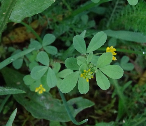 Suckling clover (Trifolium dubium)