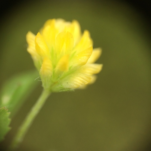 Suckling clover (Trifolium dubium)